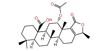 Lendenfeldarane L